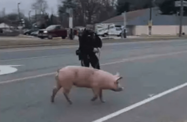 Albert Einswine